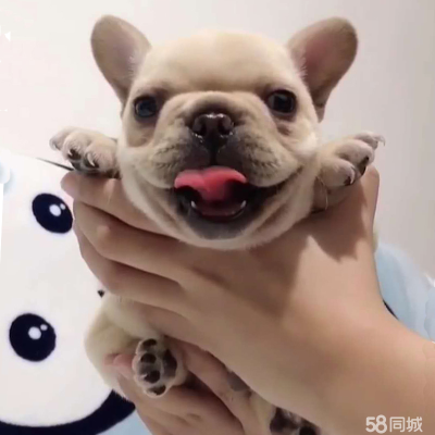 赤峰市法斗幼犬出售電話號(hào)碼-第1張圖片