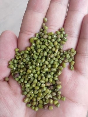 赤峰綠豆加工廠電話多少號-第1張圖片