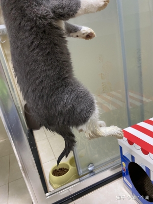 赤峰寵物托運(yùn)飛機(jī)電話地址查詢-第1張圖片