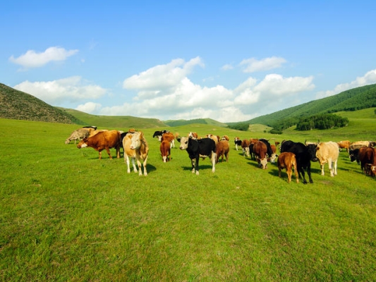 赤峰四哥超市地址電話號碼-第1張圖片