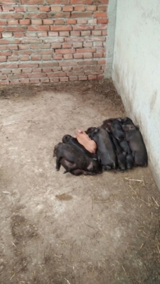 內(nèi)蒙赤峰牧原養(yǎng)豬-第1張圖片