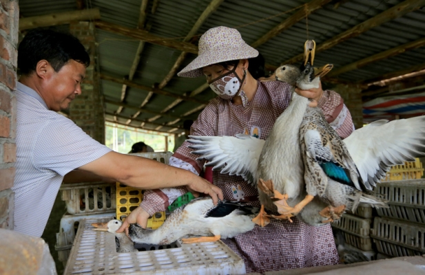 赤峰養(yǎng)鴨合作社電話號(hào)碼查詢-第1張圖片