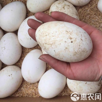 赤峰市出售鵝蛋廠家電話號碼-第1張圖片