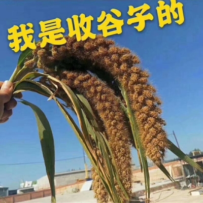 赤峰市收購谷子電話號碼是多少-第1張圖片