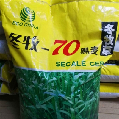 赤峰蘇丹草種子公司電話號(hào)碼-第1張圖片