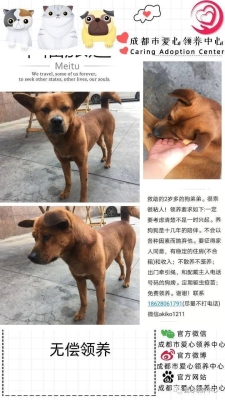 赤峰狗狗領(lǐng)養(yǎng)最新消息電話號(hào)碼-第1張圖片