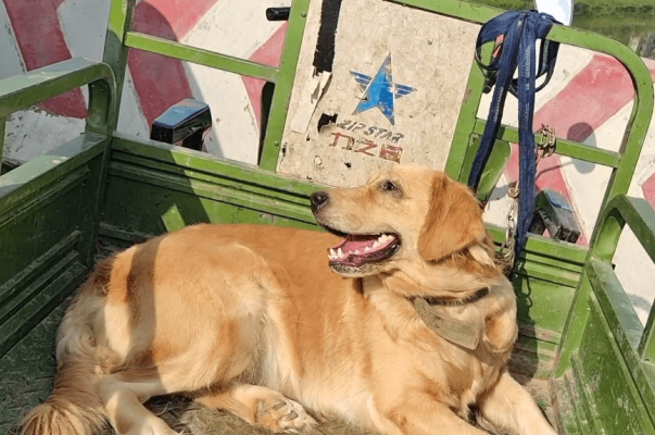 赤峰狗市收狗電話號碼是多少-第1張圖片