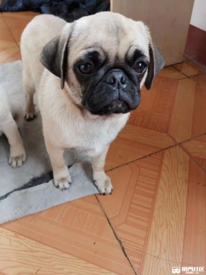 赤峰寵物狗出售巴哥電話號(hào)碼-第1張圖片