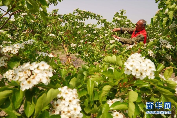 赤峰山楂種植基地電話多少號-第1張圖片
