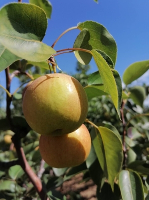 赤峰梨采摘園地址電話是多少號(hào)-第1張圖片