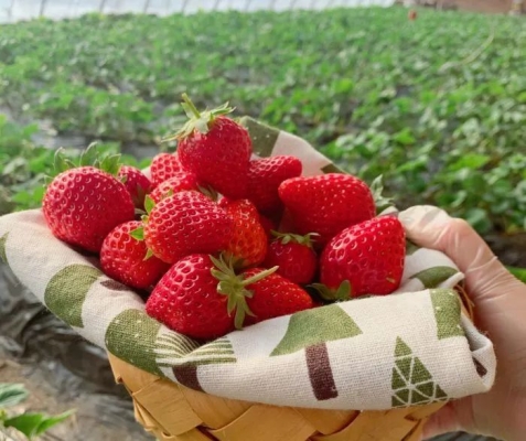 赤峰市摘草莓電話地址查詢號碼-第1張圖片