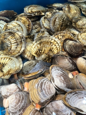 赤峰馬貝專賣店電話地址查詢-第1張圖片