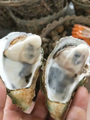 赤峰羊龍骨批發(fā)市場電話號碼-第1張圖片