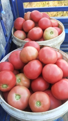 赤峰紙草批發(fā)市場(chǎng)電話號(hào)碼-第1張圖片