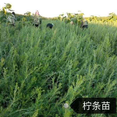 赤峰檸條顆粒廠電話號(hào)碼查詢-第1張圖片