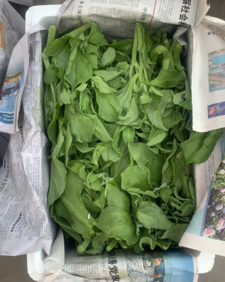 赤峰冰草批發(fā)電話多少號-第1張圖片