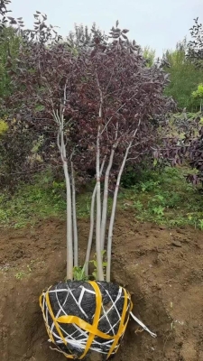 赤峰爬山虎銷售店電話號碼-第1張圖片