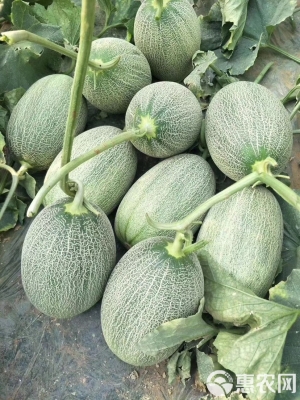 赤峰小蜜蜂書包電話多少號-第1張圖片