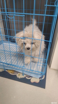 赤峰賣抓狗工具的地方電話號碼-第1張圖片