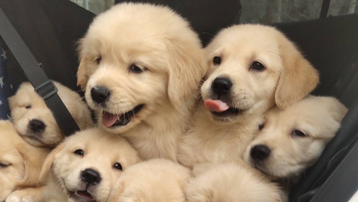 赤峰學(xué)院寵物醫(yī)院電話號碼是多少-第1張圖片