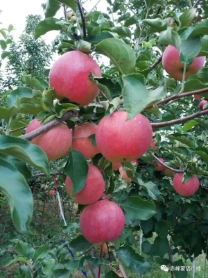 赤峰寧城恒業(yè)物流電話查詢地址-第1張圖片