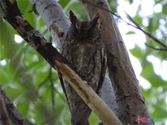 赤峰林業(yè)研究所地址電話號碼-第1張圖片