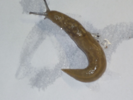 赤峰有收螞蝗的嗎電話號碼是多少-第1張圖片