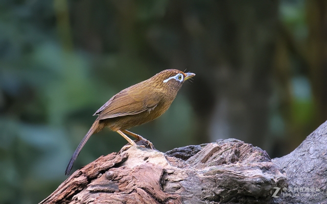 赤峰畫眉鳥店電話地址是多少號(hào)-第1張圖片