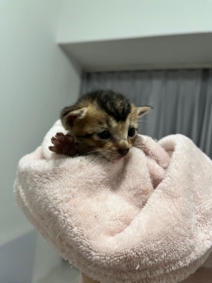 赤峰平莊尋貓電話號(hào)碼查詢-第1張圖片