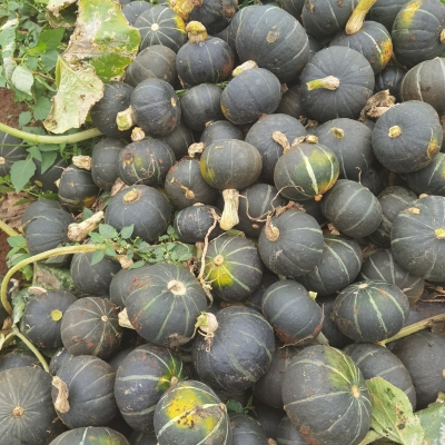 赤峰貝貝南瓜批發(fā)電話是多少號(hào)-第1張圖片