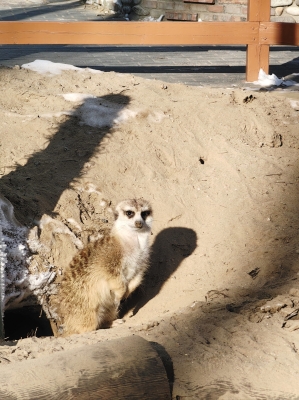 赤峰小鹿動(dòng)物園電話號碼查詢-第1張圖片