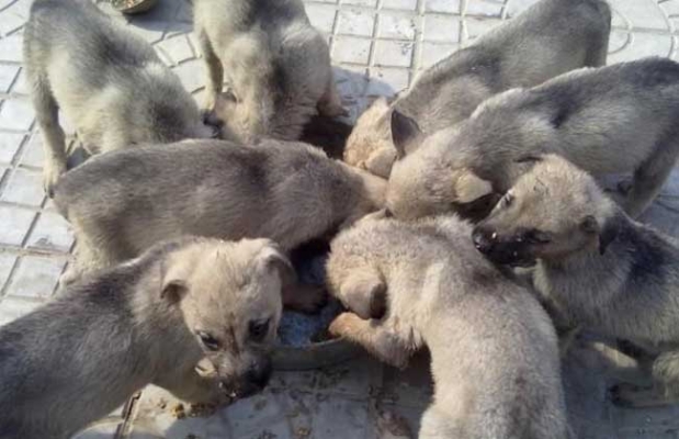 赤峰笨狗養(yǎng)殖戶電話地址查詢-第1張圖片