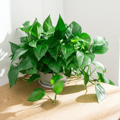 赤峰花店綠蘿市場電話號(hào)碼查詢-第1張圖片