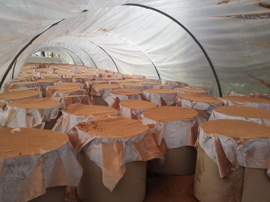 赤峰市靈芝種植基地電話號碼-第1張圖片