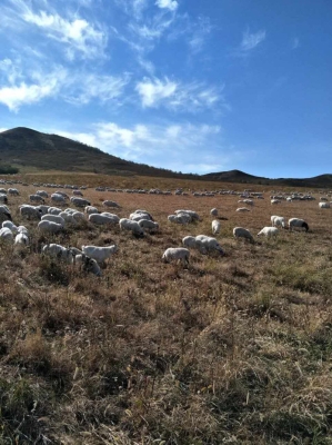 赤峰活羊養(yǎng)殖場地址電話號碼-第1張圖片