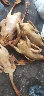 赤峰大鵝萬(wàn)悅店電話(huà)地址查詢(xún)-第1張圖片