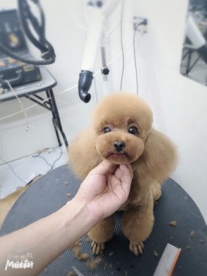 赤峰市丫丫寵物店電話號碼-第1張圖片