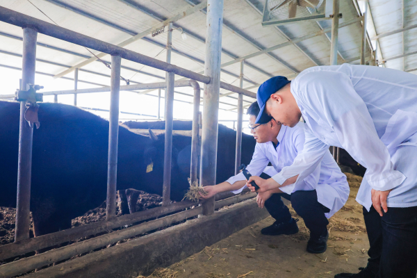 內(nèi)蒙赤峰牛交易市場(chǎng)-第1張圖片