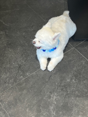 赤峰街狗狗咖啡廳地址電話號碼-第1張圖片