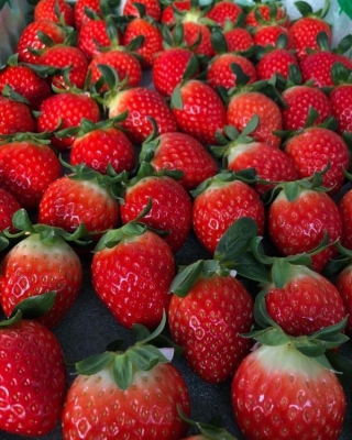 赤峰三道井草莓采摘園電話號碼-第1張圖片