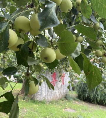 赤峰采摘蘋(píng)果園地址電話(huà)號(hào)碼-第1張圖片