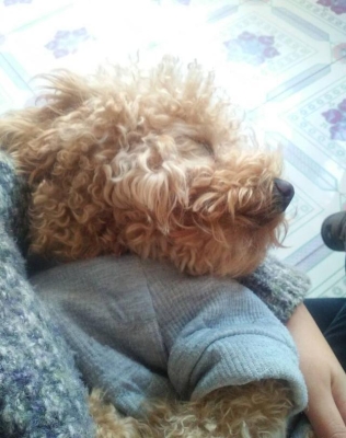 赤峰石林寵物店電話多少號-第1張圖片