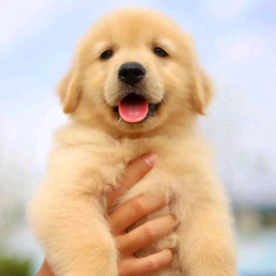 赤峰名貓名犬繁育基地電話號碼-第1張圖片