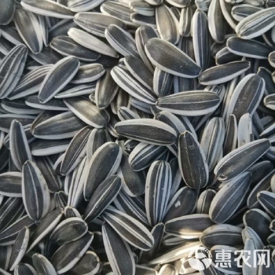 赤峰瓜子廠家聯(lián)系電話號(hào)碼查詢-第1張圖片