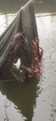 赤峰盱眙洪大龍蝦店電話號碼-第1張圖片