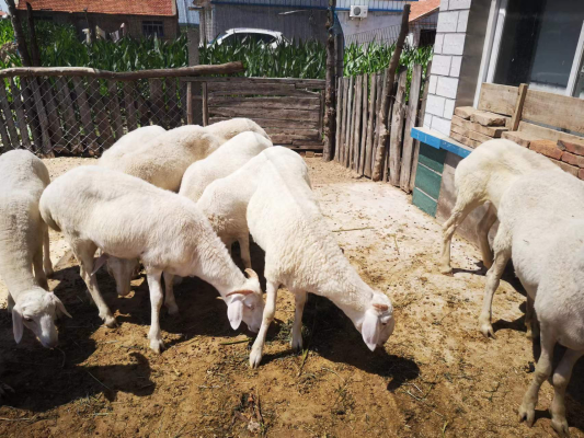 赤峰邊牧養(yǎng)殖基地電話號碼-第1張圖片