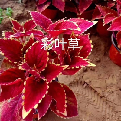 赤峰綠葉彩葉草商家電話號(hào)碼-第1張圖片