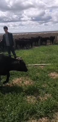 赤峰育肥小公牛電話多少號-第1張圖片