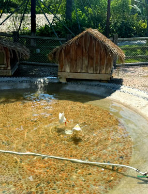 赤峰佳貝萌寵樂(lè)園電話(huà)地址查詢(xún)-第1張圖片