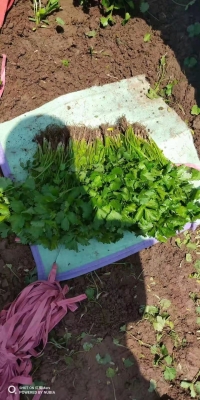 赤峰新新蔬菜批發(fā)電話號碼查詢-第1張圖片